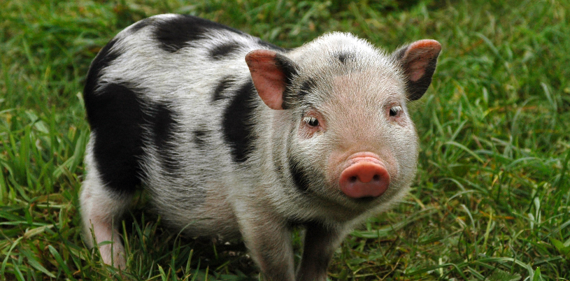 MINI Pig